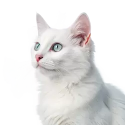 Imagen PNG para descargar